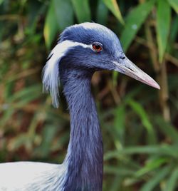 Close-up of a bird