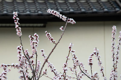 Close-up of cherry blossom against building