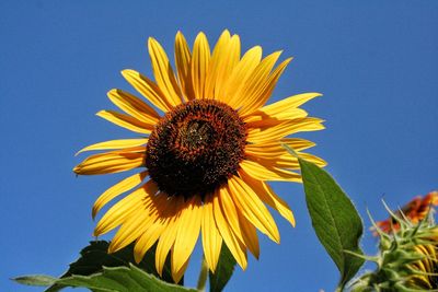 Low angle view of sunflower blooming against clear blue sky