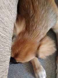 Close-up of dog sleeping