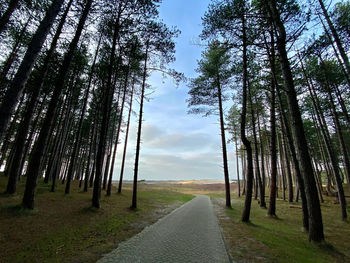 Empty road amidst trees in forest against sky