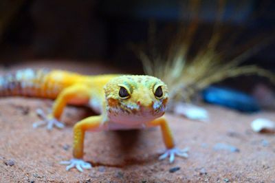 Close-up portrait of a lizard