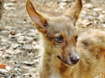 Close-up portrait of dog on field