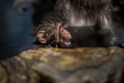 Japanese macaques in hot spring