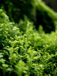 Close-up of fresh green leaves