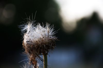 Close-up of flower against blurred background