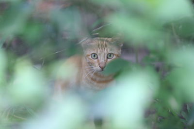 Portrait of cat on plant