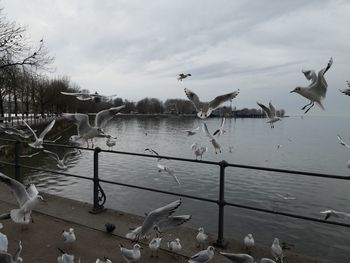 Seagulls flying over lake against sky
