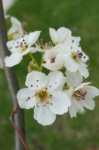 Close-up of white flowers blooming outdoors