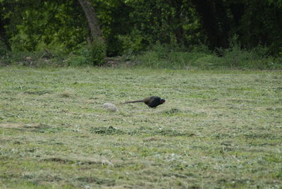 Bird in a field