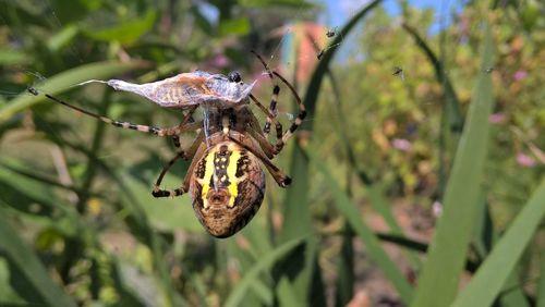 Close-up of insect on plant