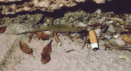 High angle view of lizard on dry leaves