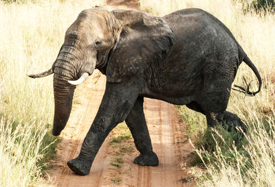 Side view of elephant walking in field