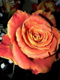 Close-up of rose blooming outdoors