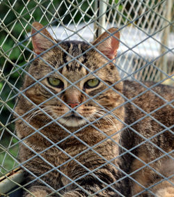 Close-up portrait of cat behind fence