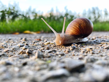 snail