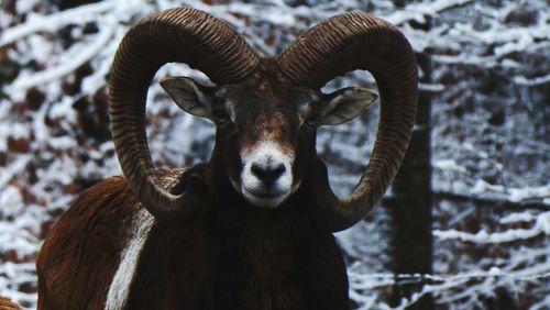 Close-up portrait of goat