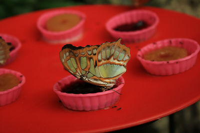 Close-up of butterfly on sweet food
