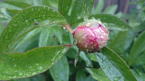 Close-up of pink flower