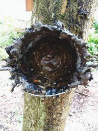 Close-up of tree trunk on field