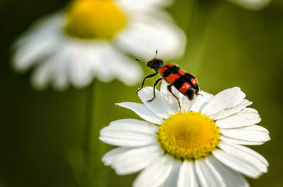 Close-up of butterfly pollinating on flower