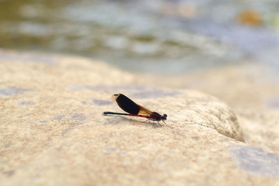 Close-up of insect on rock