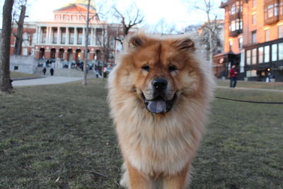 Portrait of dog