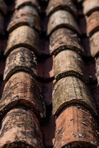 Low angle view of tree trunk