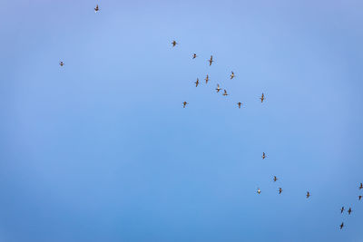 Low angle view of birds flying in sky