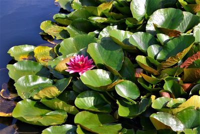 Close-up of lotus water lily in pond