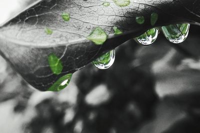 Close-up of water drops on leaves