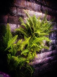 Close-up of fern tree at night