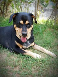 Portrait of dog relaxing on field