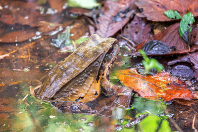 High angle view of frog in pond