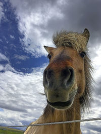 Close-up of a horse against sky