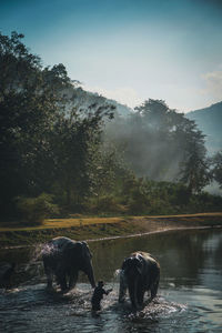 High angle view of young men washing elephant in lake