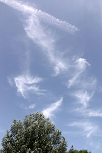 Low angle view of trees against blue sky