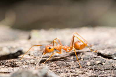 Close-up of ant outdoors