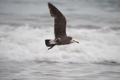 Bird flying over water