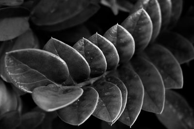 Close-up of blueberries