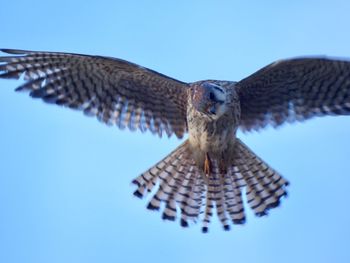 Low angle view of eagle flying against blue sky