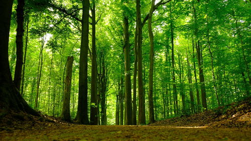 View of trees in forest