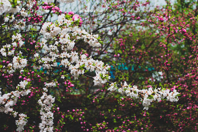Close-up of white flowers blooming on tree