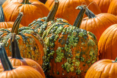 Close-up of pumpkin for sale at market stall