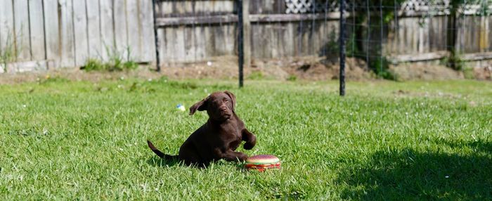 Dog in a field
