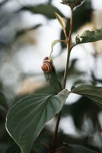 Close-up of plant