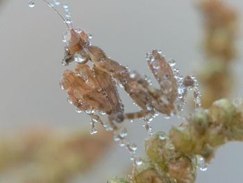 Close-up of wet plant