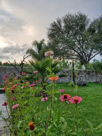 Flowering plants and trees on field against sky