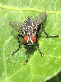 Close-up of fly on leaf