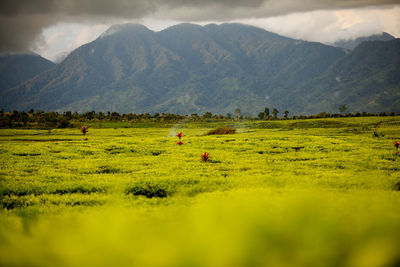 Scenic view of field against mountains